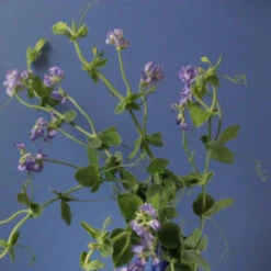 Himitsu -Perfume Art Store Himitsu by Regime des Fleurs Ministry of Scent2