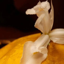 L'Or De Louis -Perfume Art Store L OrdeLouisbyArquiste 4