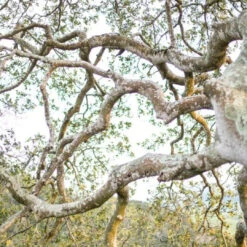 Reyes Candle -Perfume Art Store Liis Reyes 360x360 2x jpg