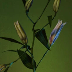 Rock River Melody 8 Rock River Melody -Perfume Art Store Rock River Melody by Regime des Fleurs Ministry of Scent3