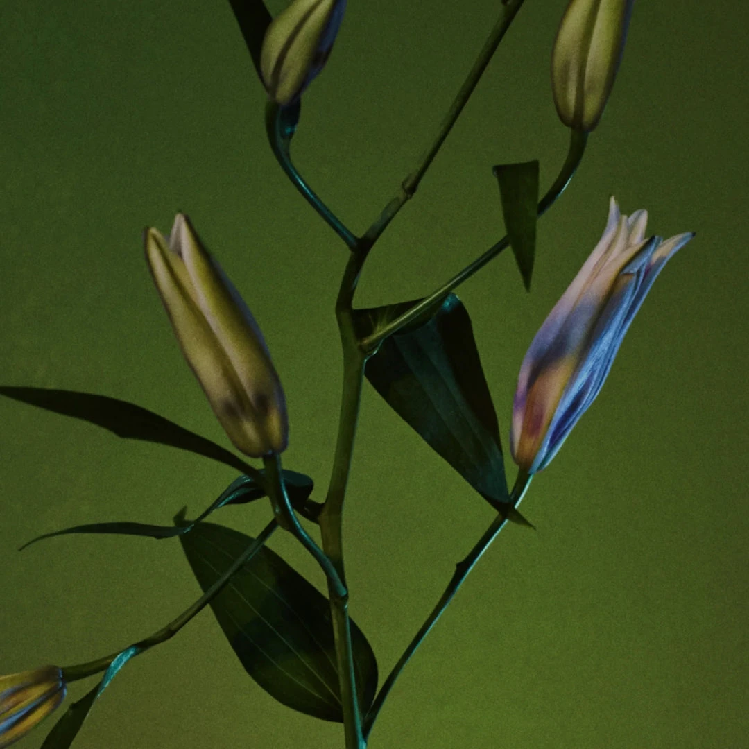 Rock River Melody 5 Rock River Melody - Image 3