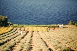 Immortelle 43|17 -Perfume Art Store harvestfull