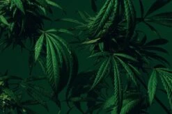 Dirty Grass -Perfume Art Store image 708d705e 3b27 446b 9460 db2b679b7b09