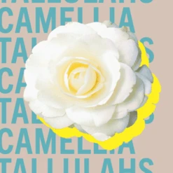 Tallulahs Camellia -Perfume Art Store image bf196854 213d 43b9 8e00 d73e15752a5a
