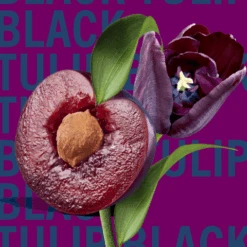 Black Tulip 14 Black Tulip -Perfume Art Store image c07e44db cbff 44a1 8012 2647a28563cc