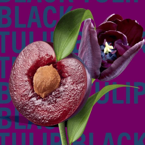 Black Tulip 8 Black Tulip - Image 6